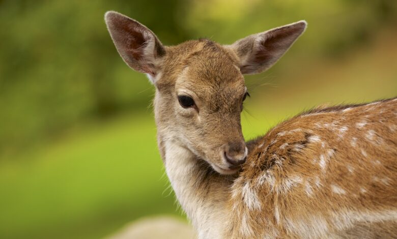 Goldener Herbstmarkt im Wildpark Schwarze Berge: Einladung zum Entdecken und Staunen