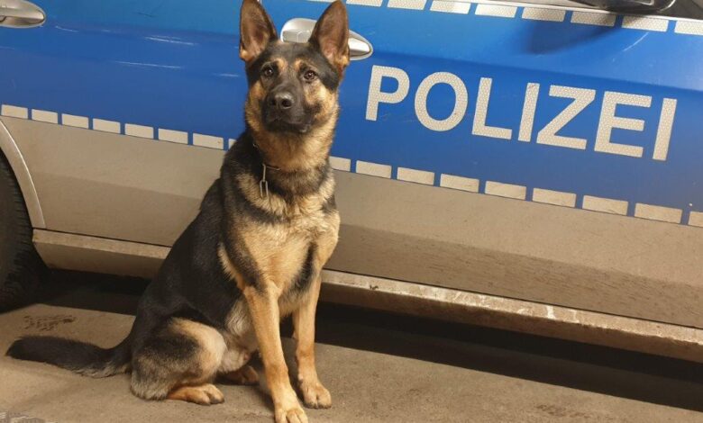 Nachbarn sahen Lichtkegel: Polizeihund "Whisper" stellt zwei Einbrecher