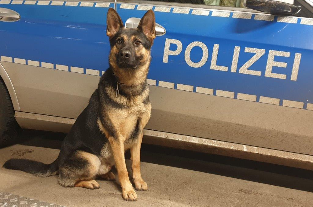 Nachbarn sahen Lichtkegel: Polizeihund "Whisper" stellt zwei Einbrecher