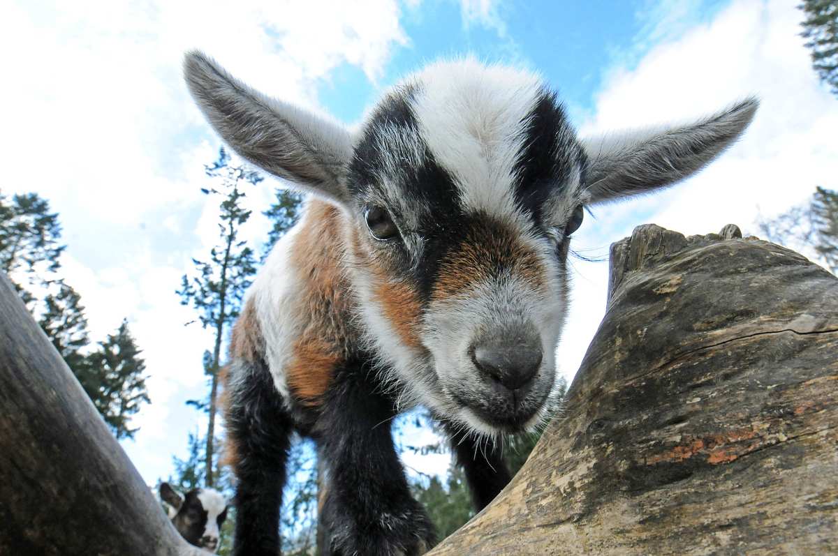 Die zauberhafte Geschichte von Lisa - Ein ungewöhnlicher Weg zum Liebling des Wildparks Schwarze Berge