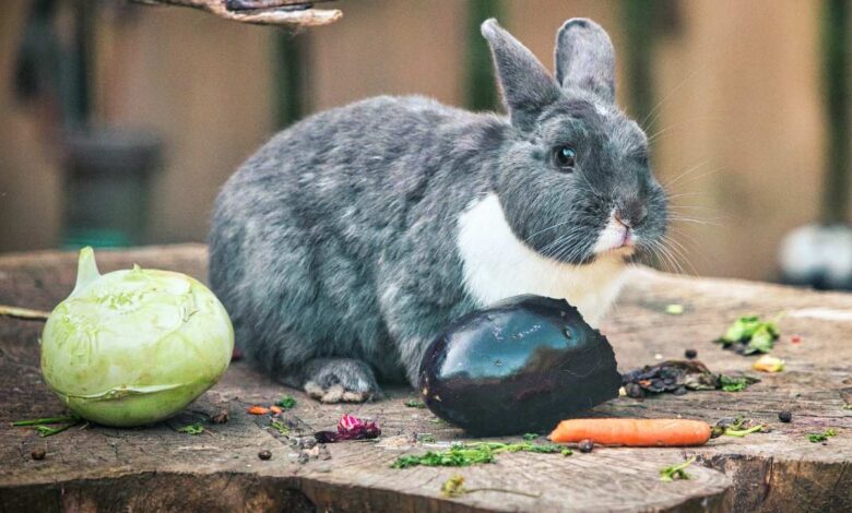 Meister Lampe regiert den Wildpark: Frühlingszauber und Osterspaß für alle Naschkatzen