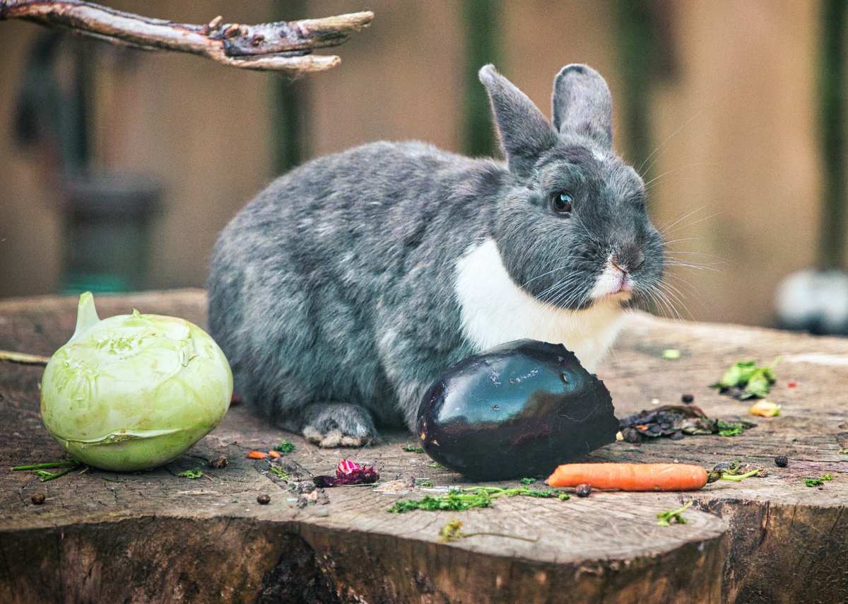 Meister Lampe regiert den Wildpark: Frühlingszauber und Osterspaß für alle Naschkatzen