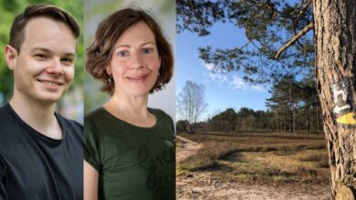 Politik & mehr: Grüne Wanderung durch die Fischbeker Heide