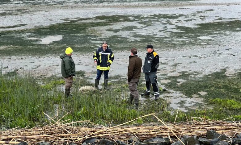Sieben tote Deichschafe auf Hahnöfersand - Landrat setzt auf Abschussgenehmigung