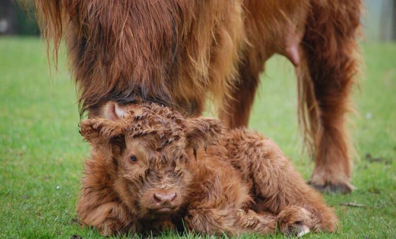 Frühlingsfest im Wildpark Schwarze Berge: Ein Tag voller Spaß für die ganze Familie!