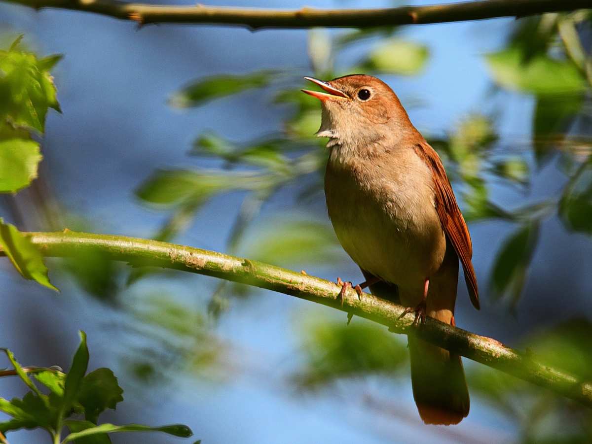 Frühlingszauber im Rüschpark: Naturkundlicher Spaziergang mit der Gruppe Süd des NABU