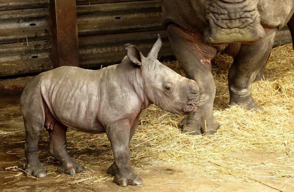 Spektakuläres Geburtstagswochenende im Serengeti-Park Hodenhagen
