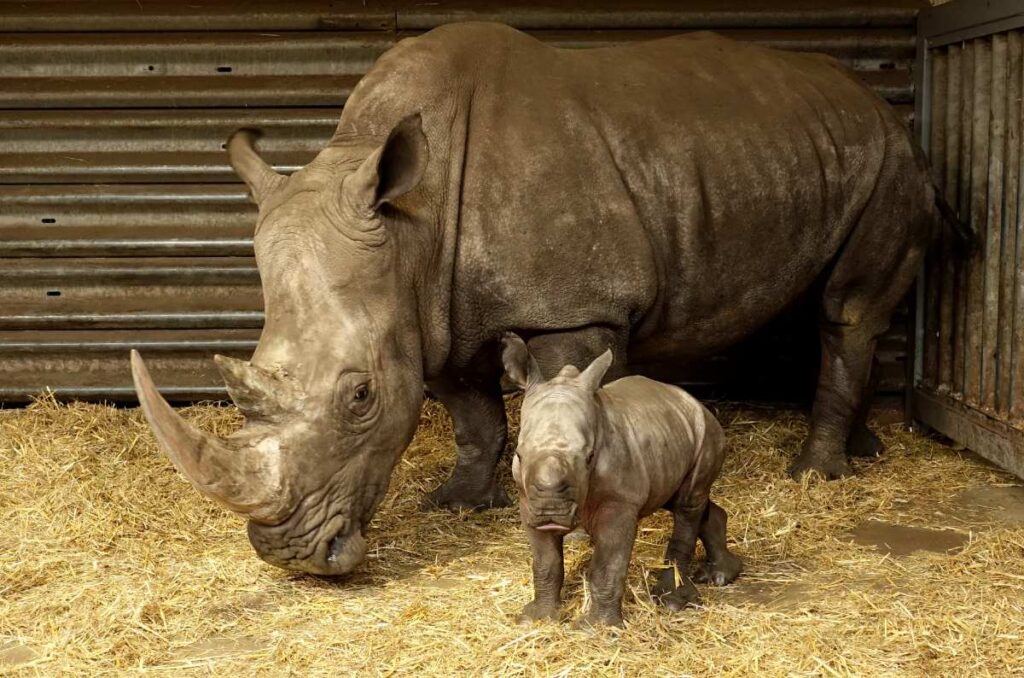 Spektakuläres Geburtstagswochenende im Serengeti-Park Hodenhagen