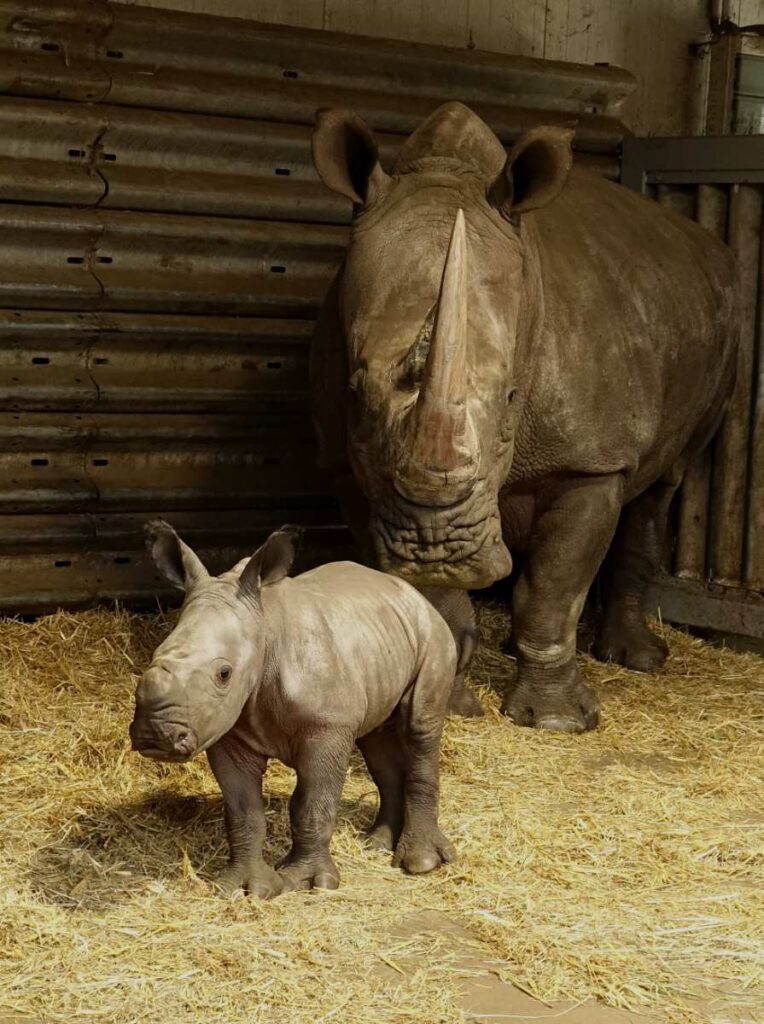 Spektakuläres Geburtstagswochenende im Serengeti-Park Hodenhagen