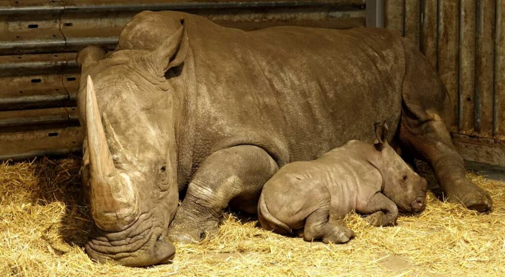 Spektakuläres Geburtstagswochenende im Serengeti-Park Hodenhagen