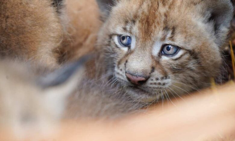Dreifacher Nachwuchs im Wildpark Schwarze Berge: Luchs-Drillinge begeistern Besucher
