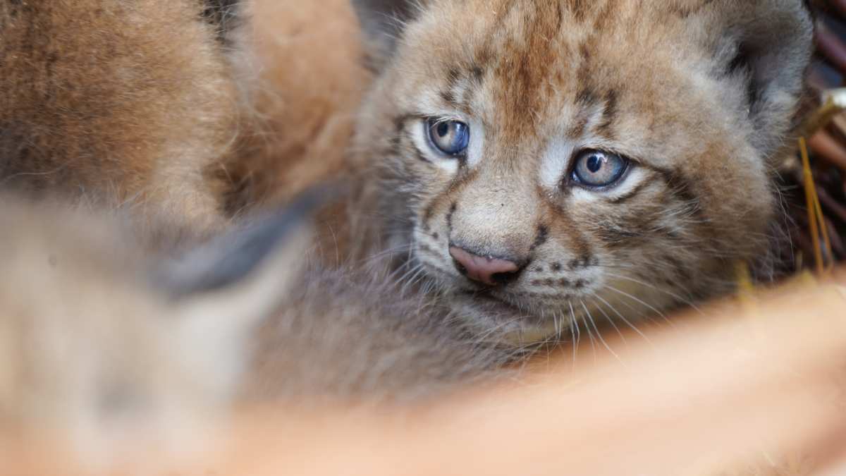 Dreifacher Nachwuchs im Wildpark Schwarze Berge: Luchs-Drillinge begeistern Besucher