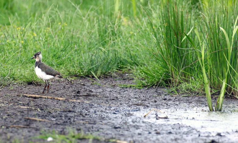 „Klaar Kimming“ für Kiebitz, Rotschenkel und Knäkente im Wiesenvogelgebiet Bullenbruch