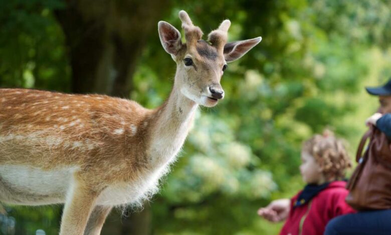 Freier Eintritt für Jahreskarteninhaber bei „Niedersächsische Zootage“ am 28. und 29. September 12 Freier Eintritt für Jahreskarteninhaber bei „Niedersächsische Zootage“ am 28. und 29. September