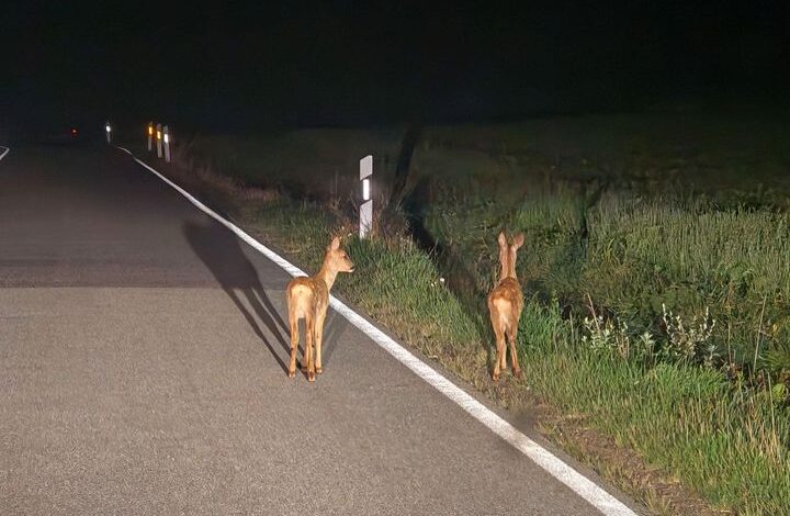 Achtung Wildwechsel: Erhöhte Unfallgefahr im Herbst 5 Achtung Wildwechsel: Erhöhte Unfallgefahr im Herbst