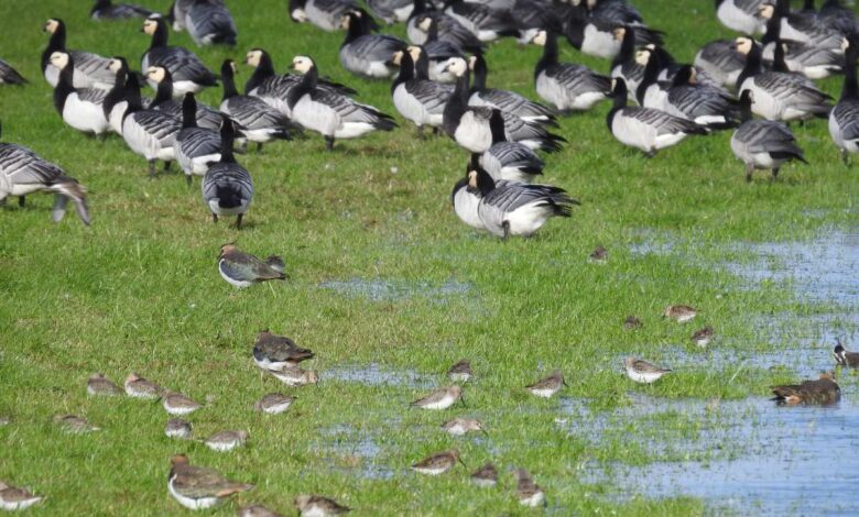 Zugvogeltage im Norden: Mitmachen beim Aviathlon 3 Zugvogeltage im Norden: Mitmachen beim Aviathlon