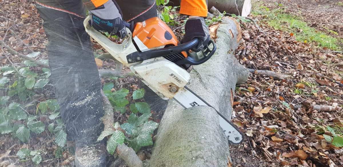 Achtung: Baumfällungen im Landkreis Stade nur mit Genehmigung erlaubt