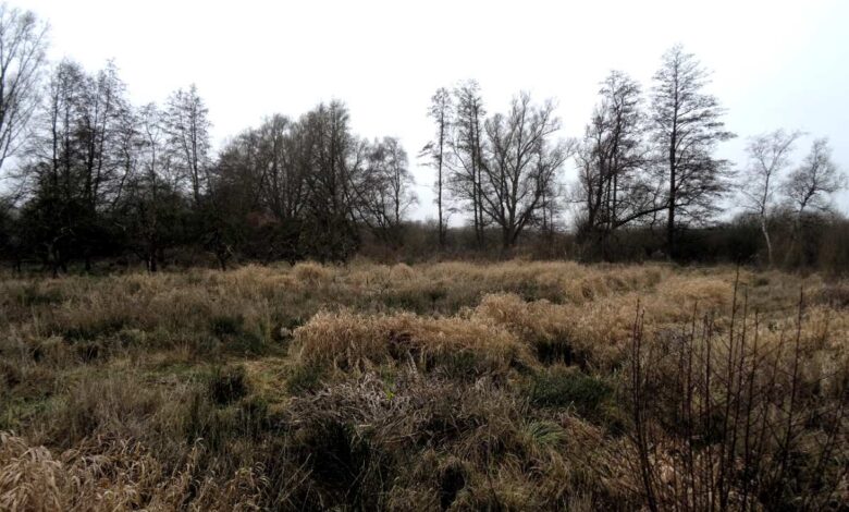 NABU-Gruppe Süd lädt ein: Herbstlicher Rundgang im Naturschutzgebiet Moorgürtel 9 NABU-Gruppe Süd lädt ein: Herbstlicher Rundgang im Naturschutzgebiet Moorgürtel