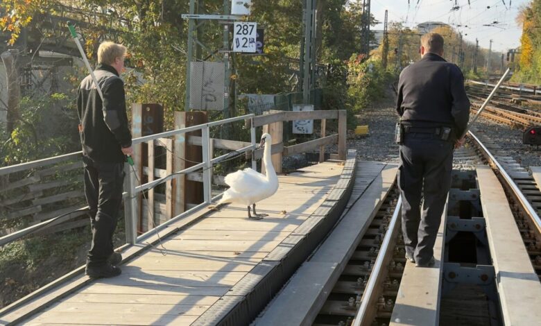 Einsatz in Hamburg: Schwan sorgt für Sperrung auf Eisenbahnbrücke