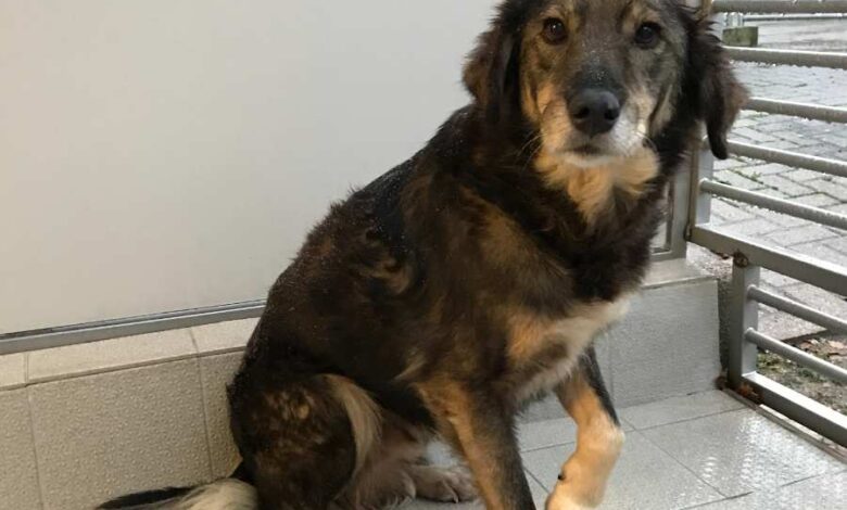 a dog sitting on a tile floor