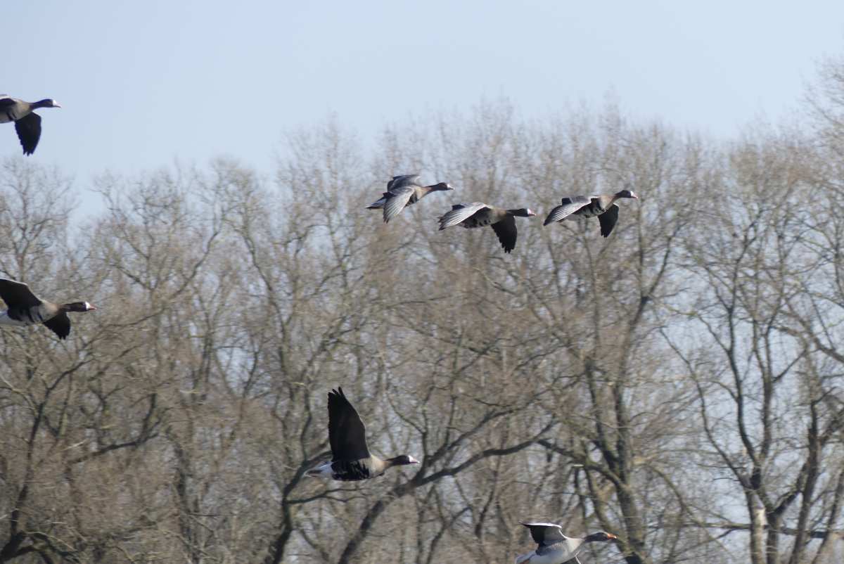 a group of birds flying in the air