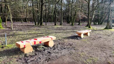 benches in a forest with trees