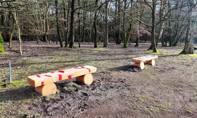 benches in a forest with trees