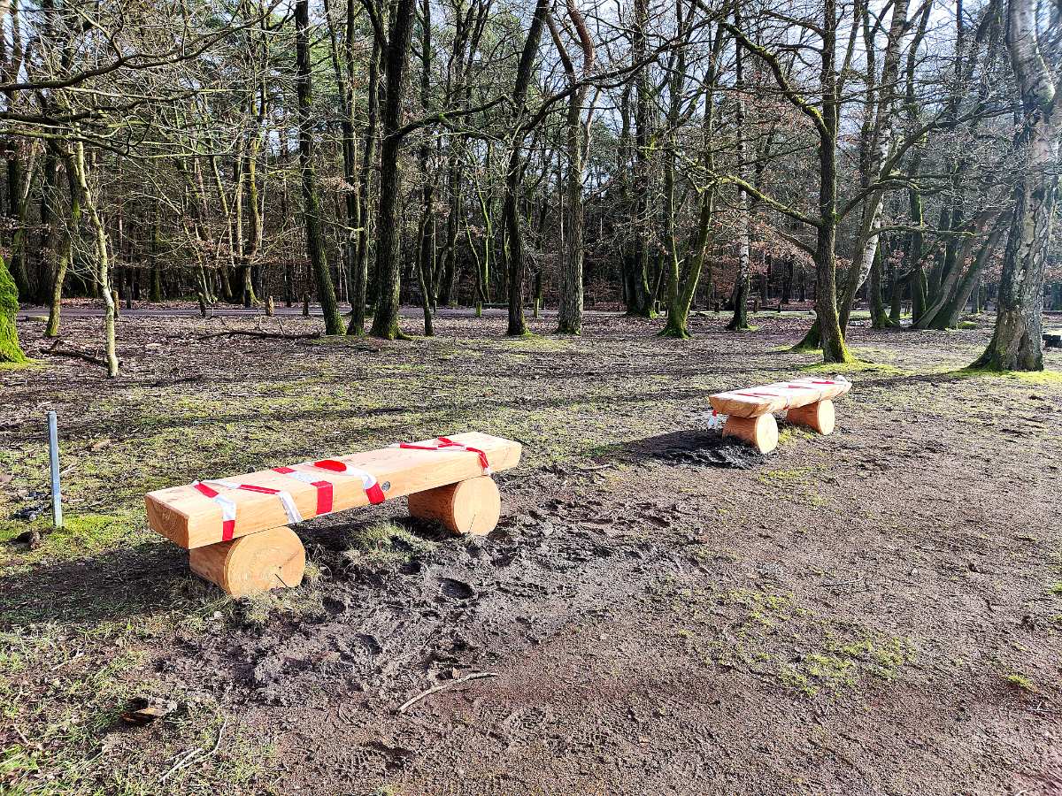 benches in a forest with trees