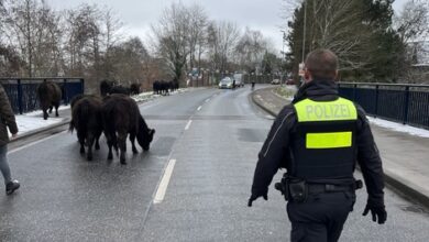 a police officer walking on a road with cows