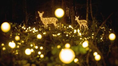 a group of deer in a forest