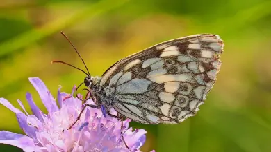 Schmetterlinge Natürlich Hamburg Projekt