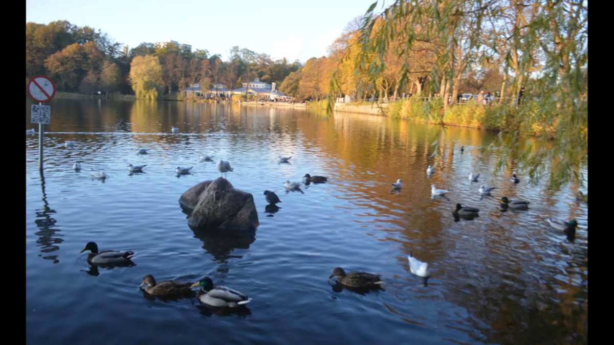 a group of ducks on a rock in a lake