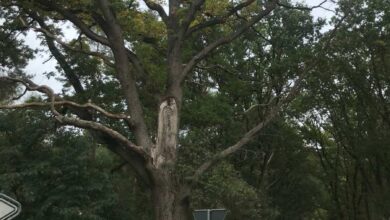 a tree next to a road