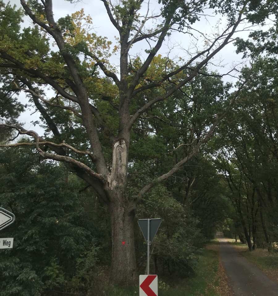 a tree next to a road