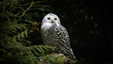 a white owl sitting on a branch