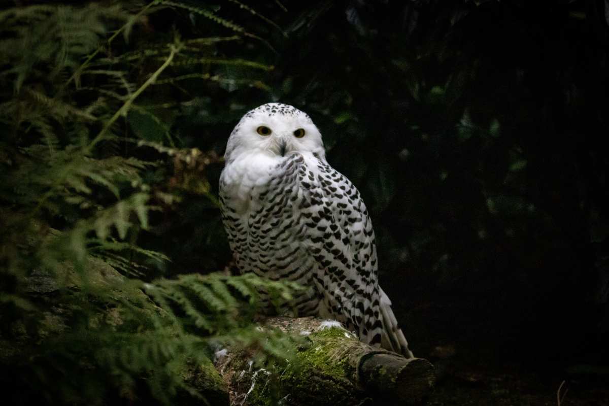 a white owl sitting on a branch