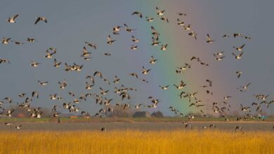 a group of birds flying over a field