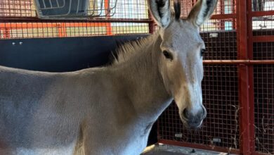 a donkey standing in a cage