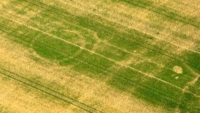 a crop field with lines in it