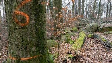 a tree trunk with a number painted on it