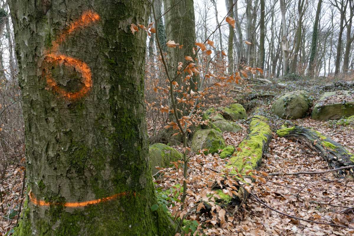 a tree trunk with a number painted on it