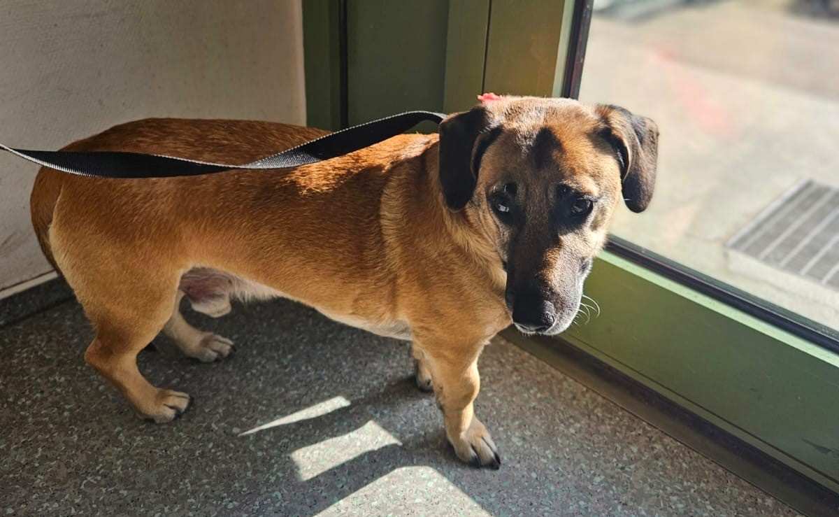 a dog standing in front of a window