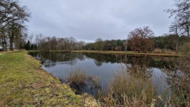 a body of water with grass and trees