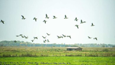 a flock of birds flying over a field