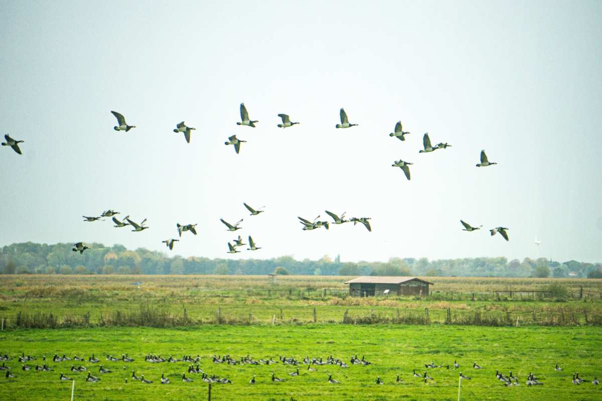 a flock of birds flying over a field