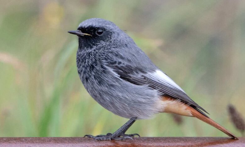 a bird standing on a metal bar