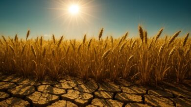 a field of wheat and cracked earth