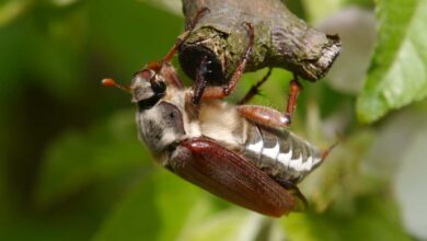 a bug on a branch
