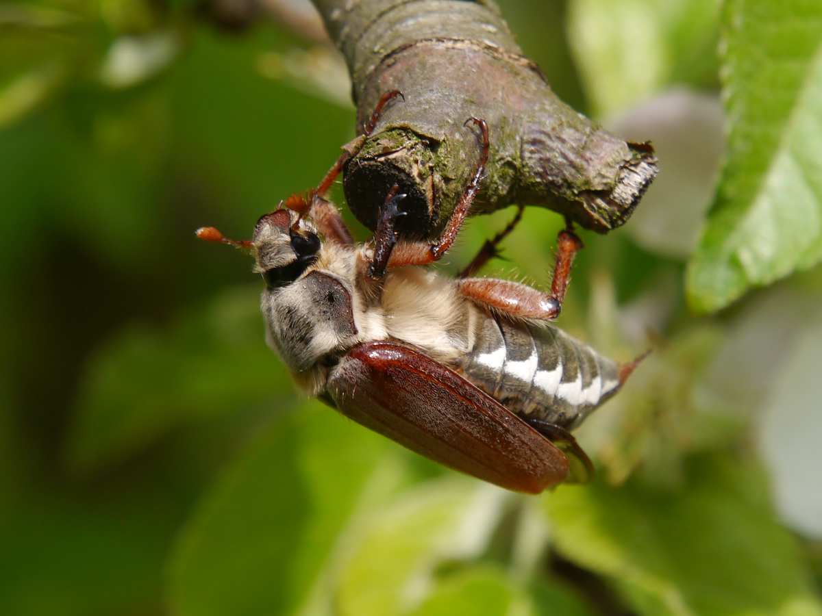 a bug on a branch
