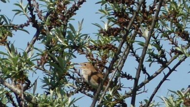 a bird sitting in a tree